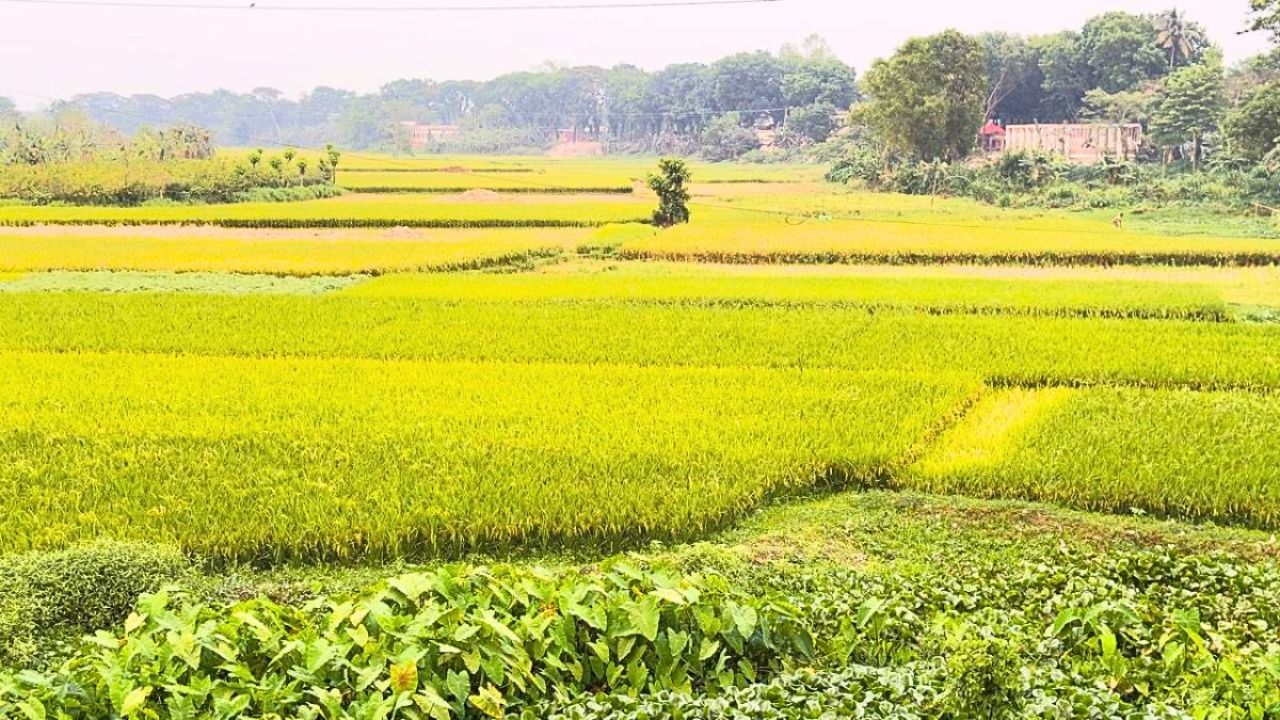 আড়িয়াল খাঁ এখন ফসলি জমি, নাব্য ফেরানোর দাবি