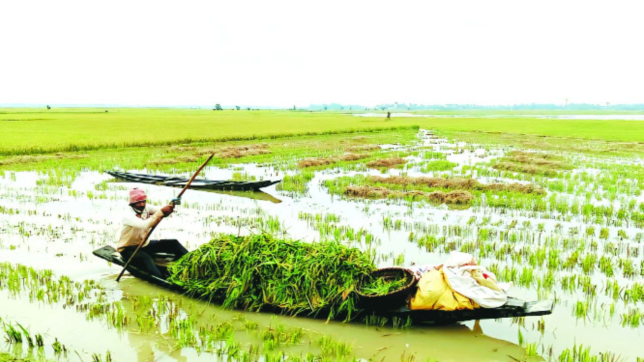অকাল বন্যায় ফসলহানি, কৃষকের মধ্যে হাহাকার