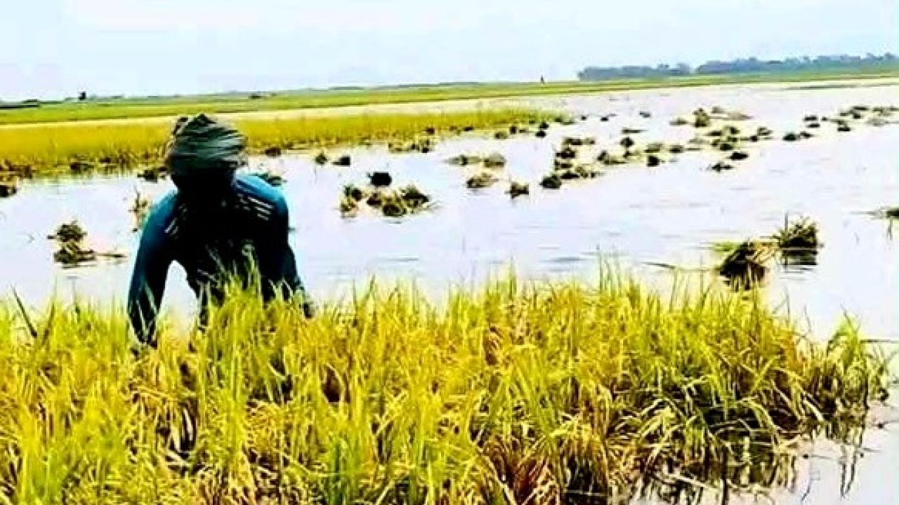 ‘ঋণ করে ধান লাগিয়েছিলাম, বর্ষণে সব শেষ’