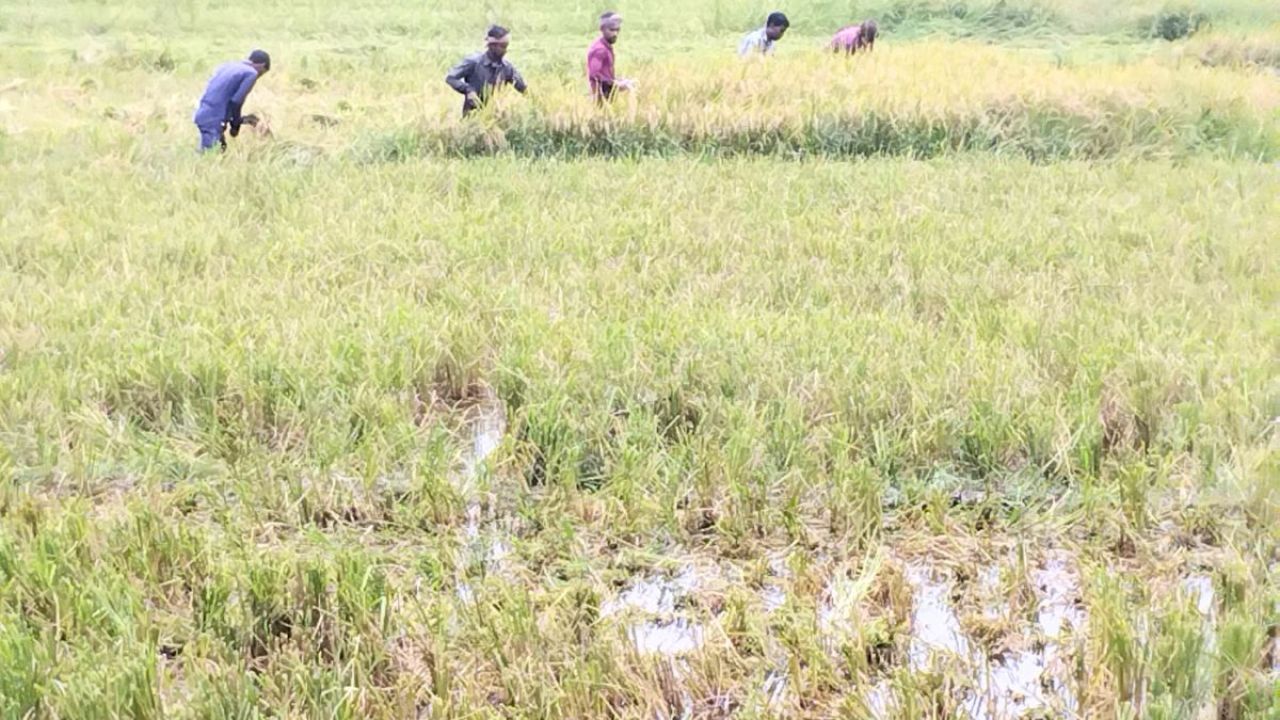রক্তদহ বিলে জলাবদ্ধতা, ফসল বাঁচাতে কোমরপানিতে কৃষকেরা