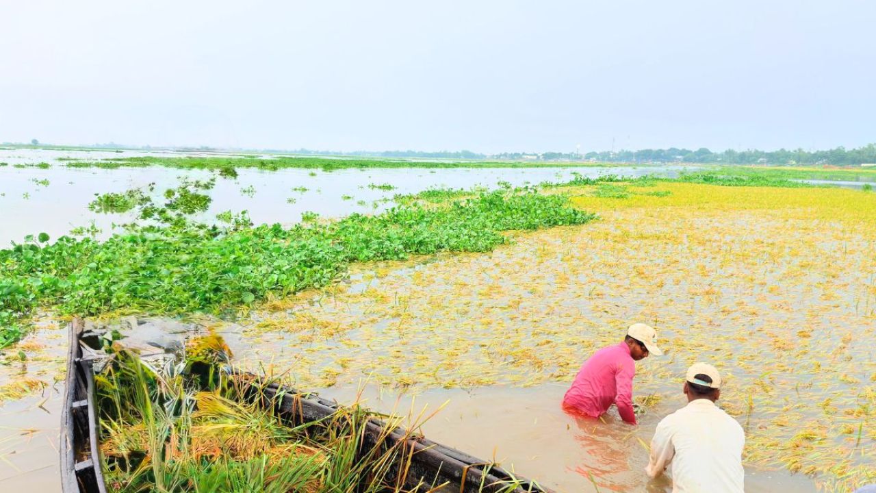 কৃষকের চোখের সামনেই ডুবছে ফসল