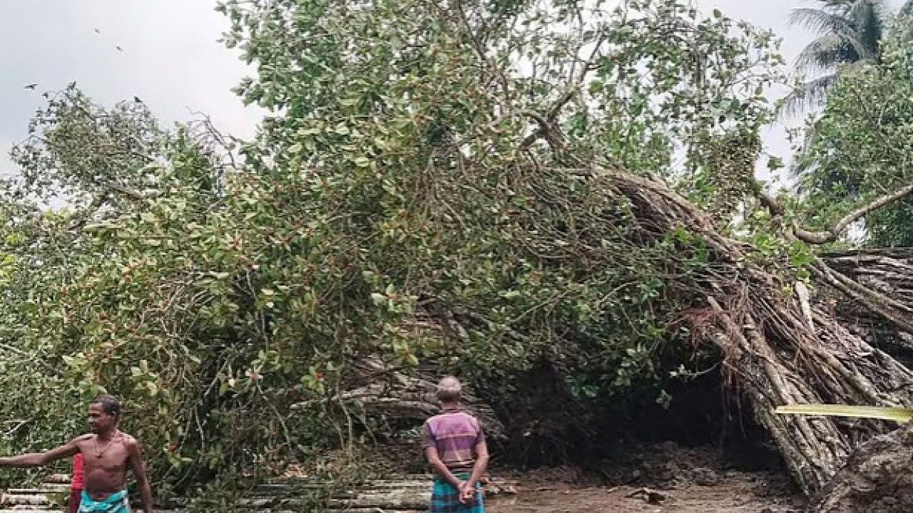 ঝড়ে ভাঙলো মধু কবির সেই বটগাছ, কাঁদছে সাগরদাঁড়ি