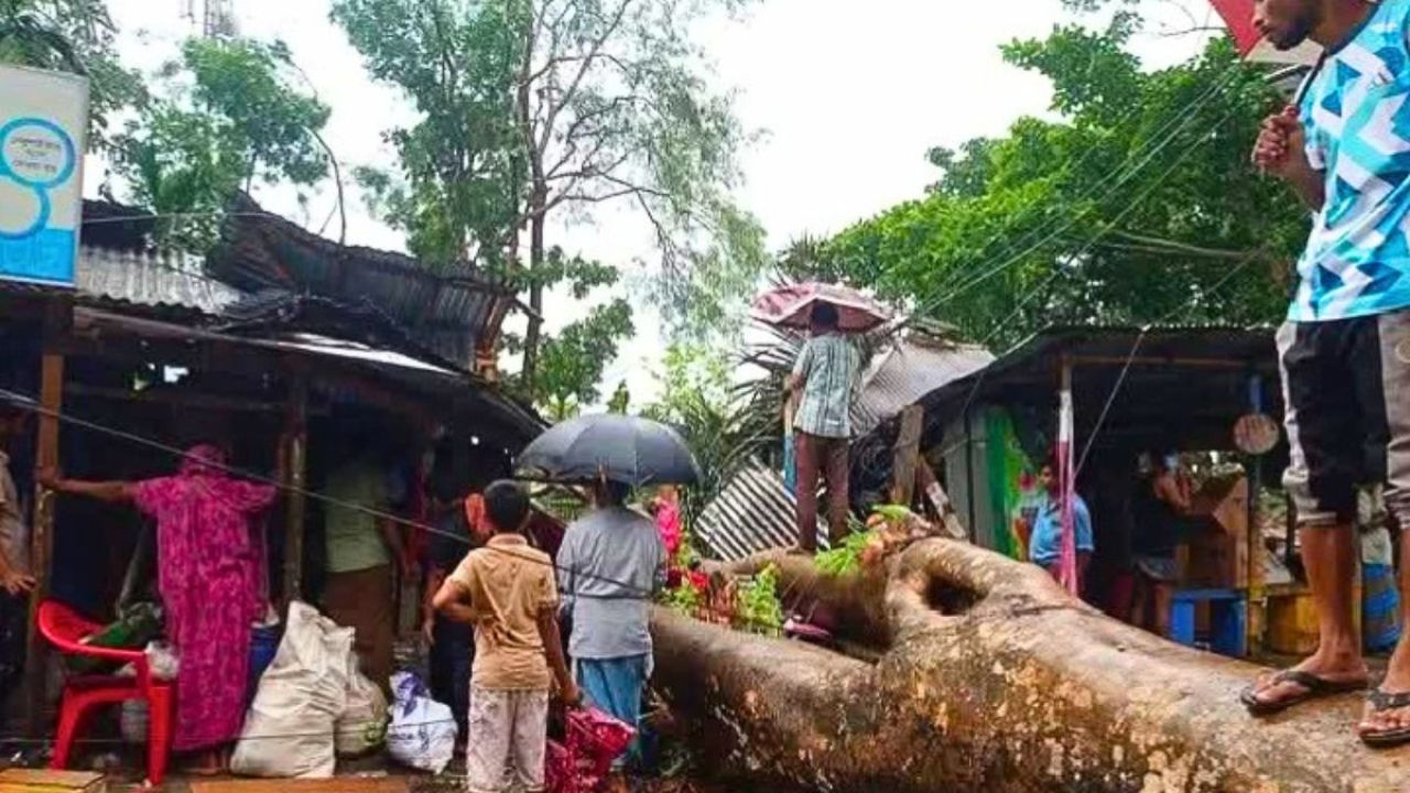 দুমকিতে ঝড়ে উপড়ে পড়ল গাছ, লণ্ডভণ্ড ২ ব্যবসা প্রতিষ্ঠান