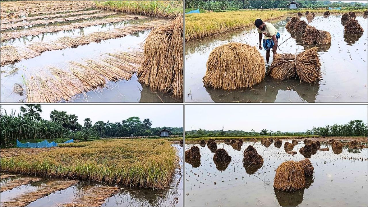 ফিকে হচ্ছে কৃষকের সোনালি স্বপ্ন, বিপাকে কয়েক হাজার পরিবার