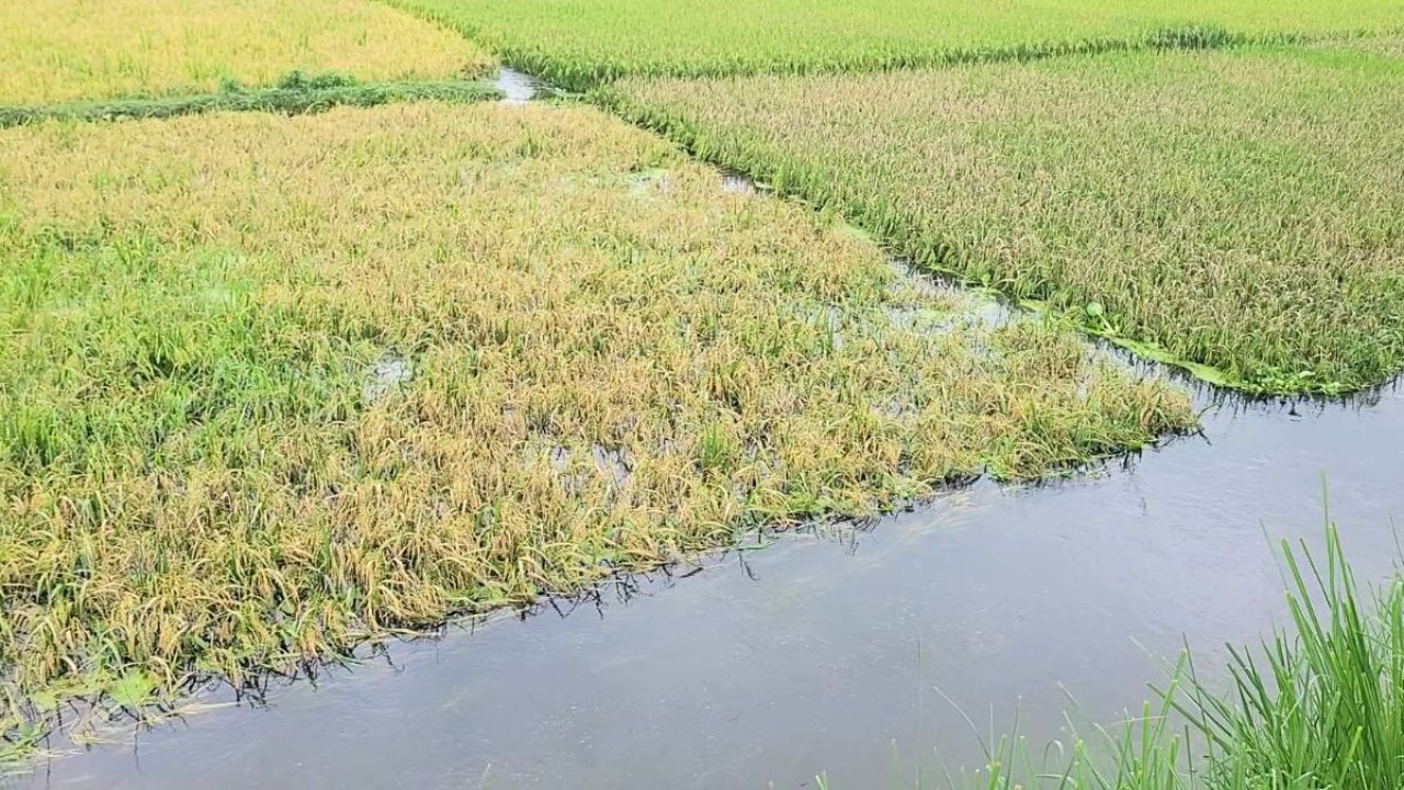 ডোমারে পানি নিষ্কাশনের পথ বন্ধ, তলিয়ে গেছে শত শত একর জমির বোরো ধান