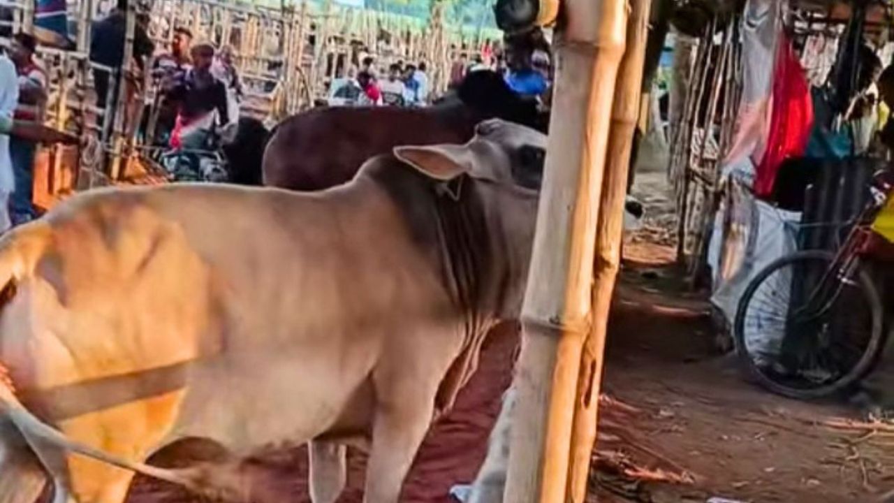 কুষ্টিয়ায় কোরবানির জন্য প্রস্তুত ২ লাখ গবাদিপশু