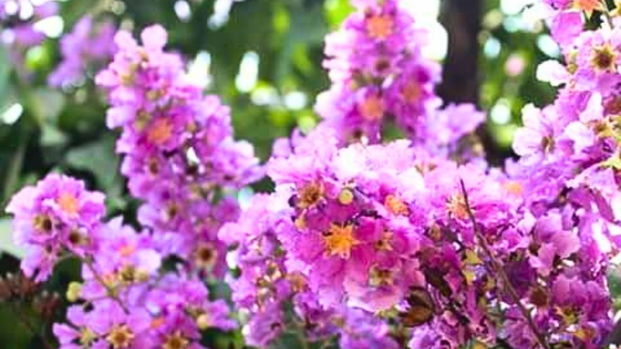 জারুলের মোহনীয় রূপে সেজেছে পলাশ