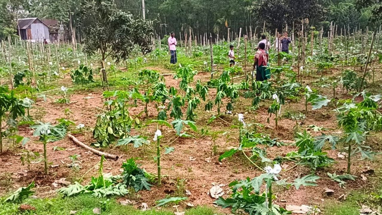 শত্রুতার জেরে কৃষকের ৫০০ পেঁপে গাছ কেটে দিল দুর্বৃত্তরা