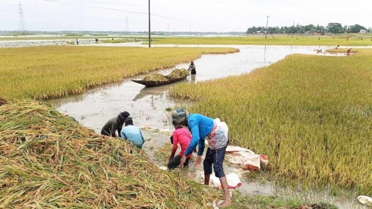 হাওরের কান্না