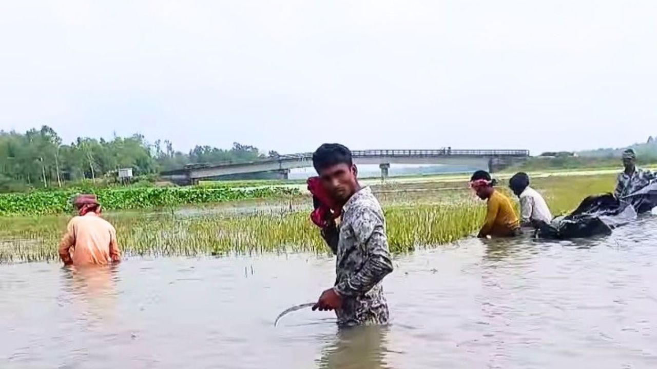 মধুপুরে নালা দখল করে চাষাবাদ, জলাবদ্ধতায় ডুবল হাওদা বিলের ধান