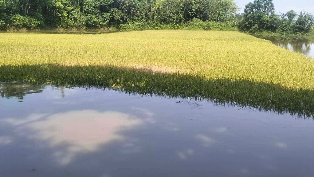  কৃষকের স্বপ্ন এখন পানির নিচে, প্রভাবশালীরা কি ফসলের চেয়েও বড়?