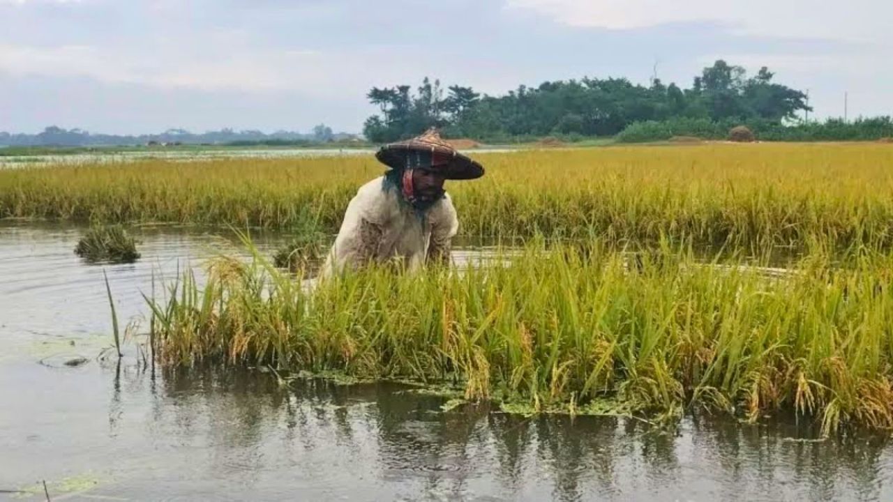 গৌরনদীতে বৃষ্টির পানিতে ডুবছে কৃষকের স্বপ্ন