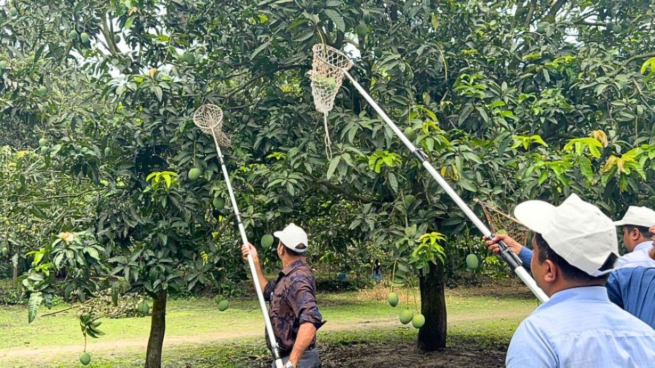 সাতক্ষীরায় আনুষ্ঠানিকভাবে আম সংগ্রহ শুরু