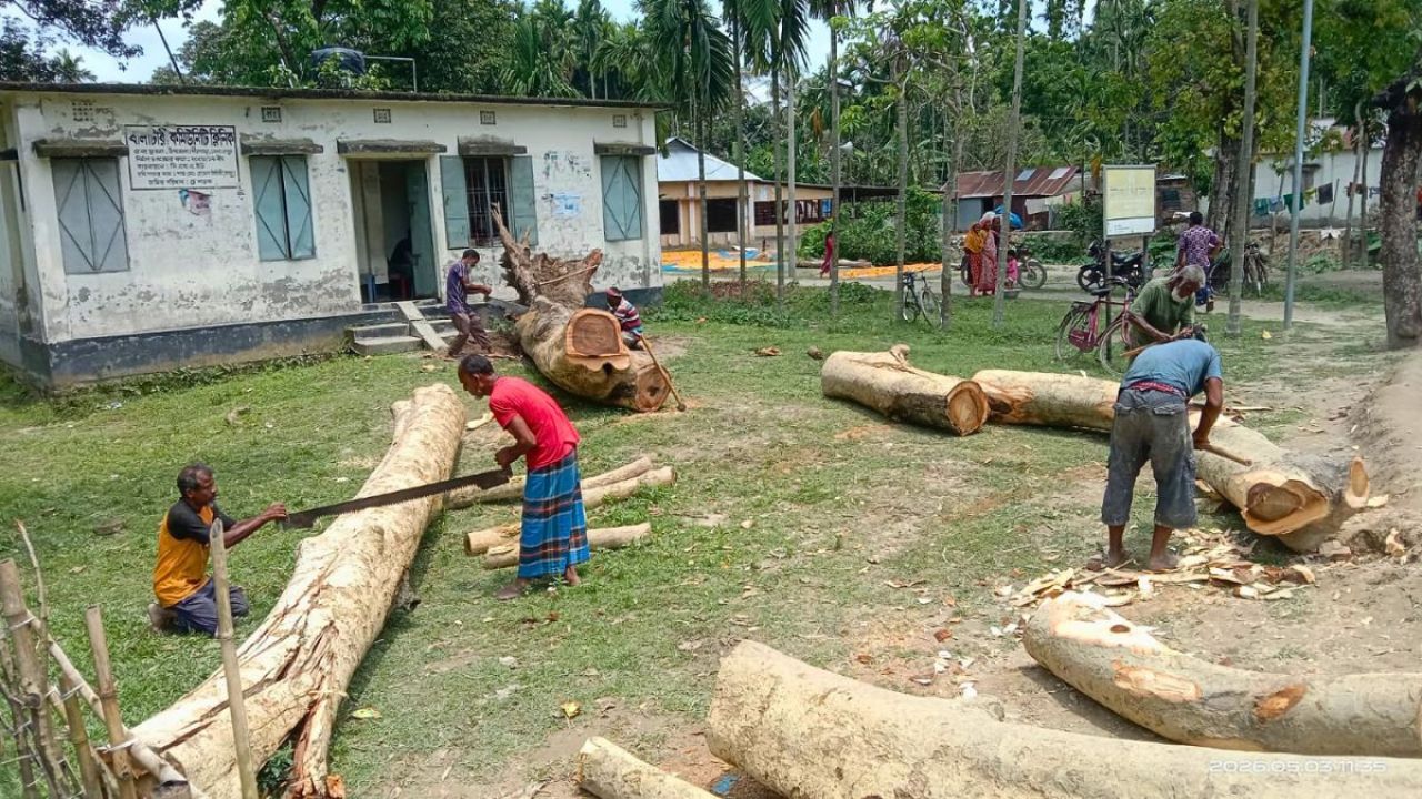 পীরগাছায় সরকারি গাছ বিক্রিতে অনিয়মের অভিযোগ