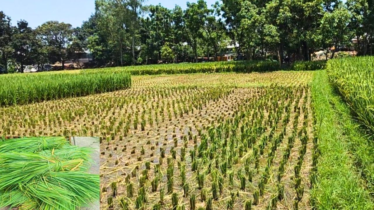 ধুনটে জমি নিয়ে বিরোধ, কৃষকের কাঁচা ধান ‘লুট’