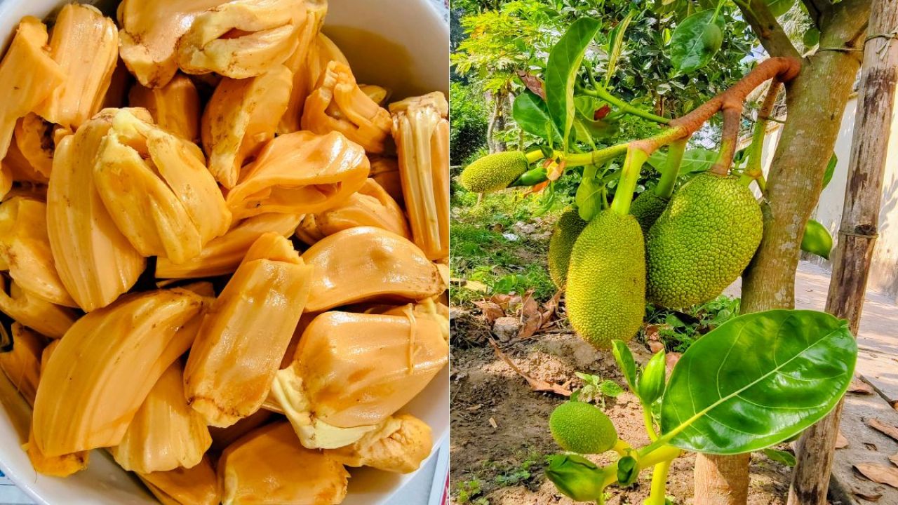 বারোমাসি আঠাবিহীন কাঁঠালে কৃষিতে নতুন সম্ভাবনা