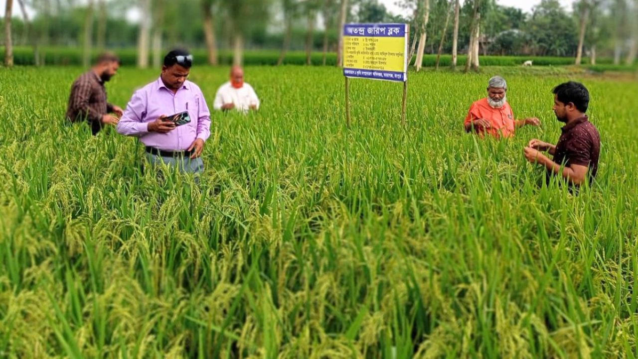 নতুন জাতের ধানে ইকরচালির কৃষকের হাসি