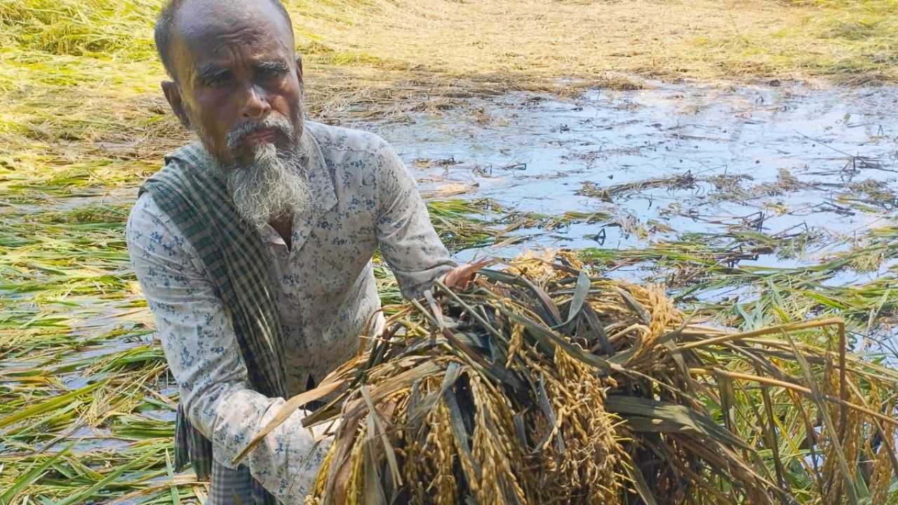 টানা বৃষ্টিতে বিপাকে চিতলমারীর বোরো চাষিরা