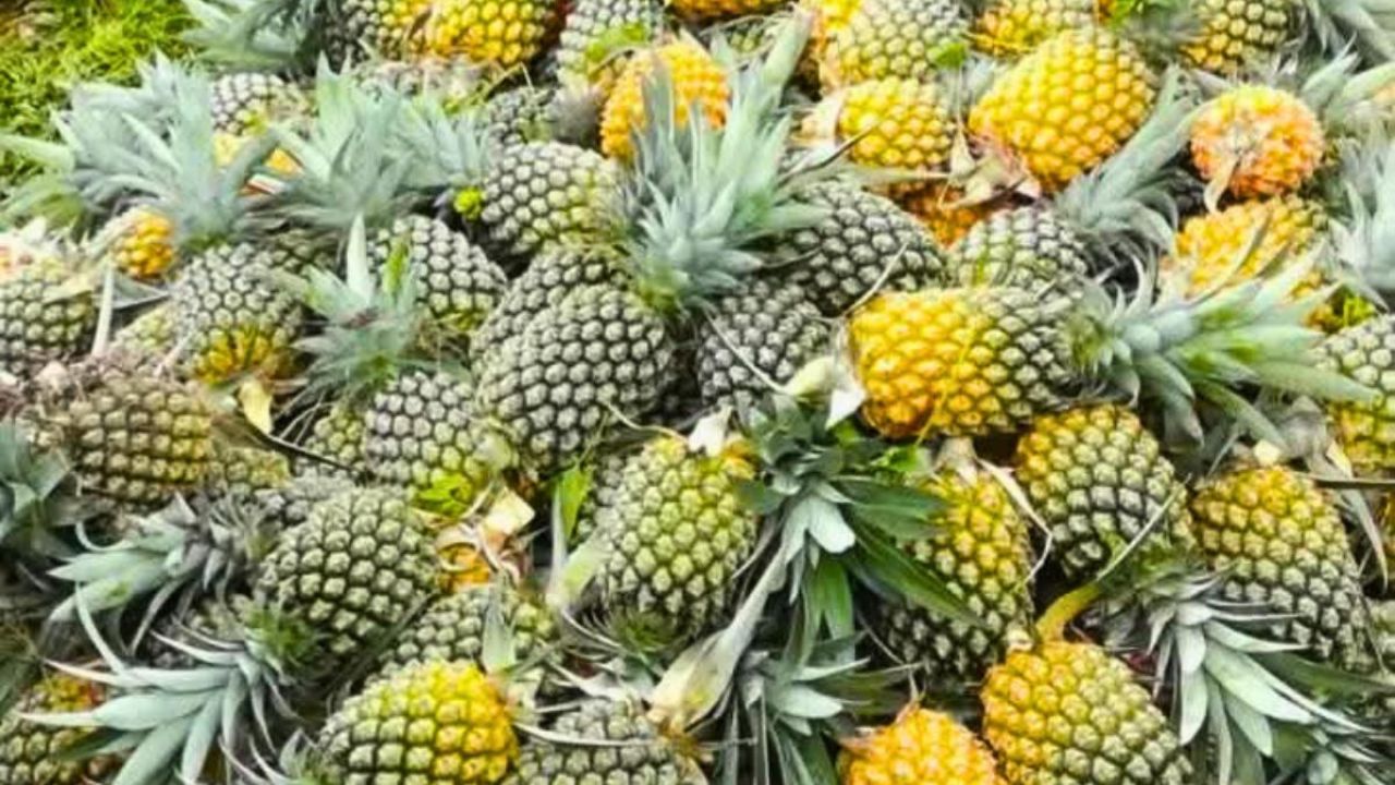 গড়ের আনারস: সম্ভাবনা থাকলেও নেই শিল্পকারখানা 