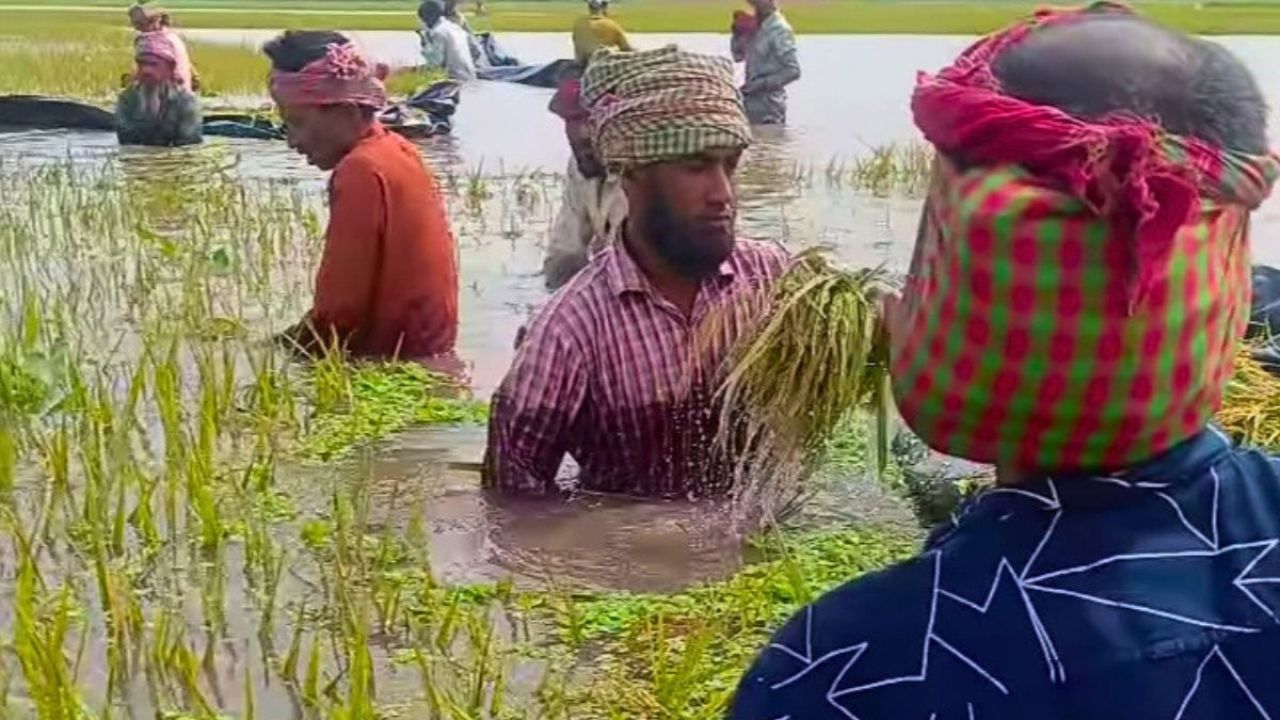 বৈরী আবহাওয়ায় শ্রমিক সংকটে বোরো চাষিরা