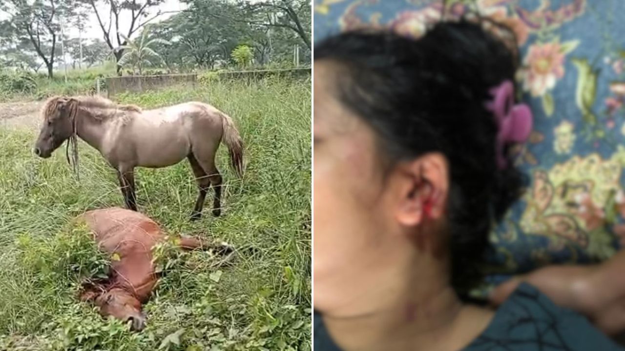 গ্রিন মডেল টাউনে ঘোড়ার কামড়ে মা-মেয়েসহ আহত ৩, নিরাপত্তা নিয়ে ক্ষোভ