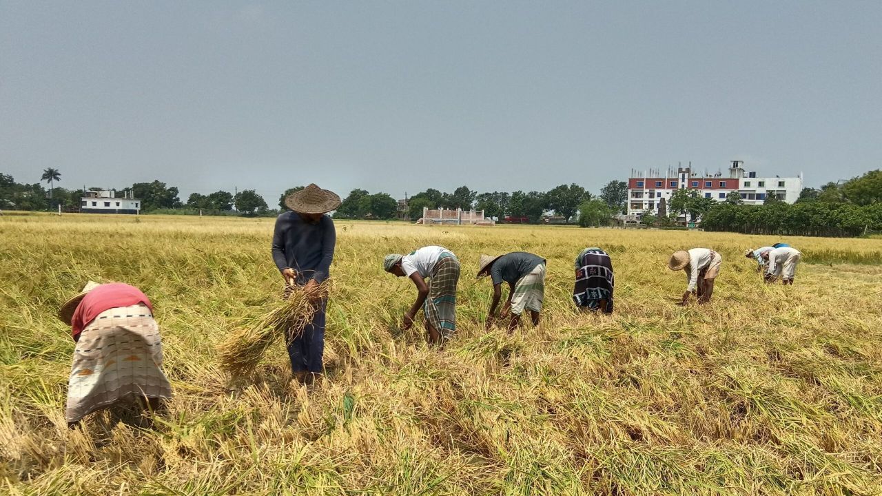 গ্রামের ধানকাটা ও প্রাসঙ্গিক কথা