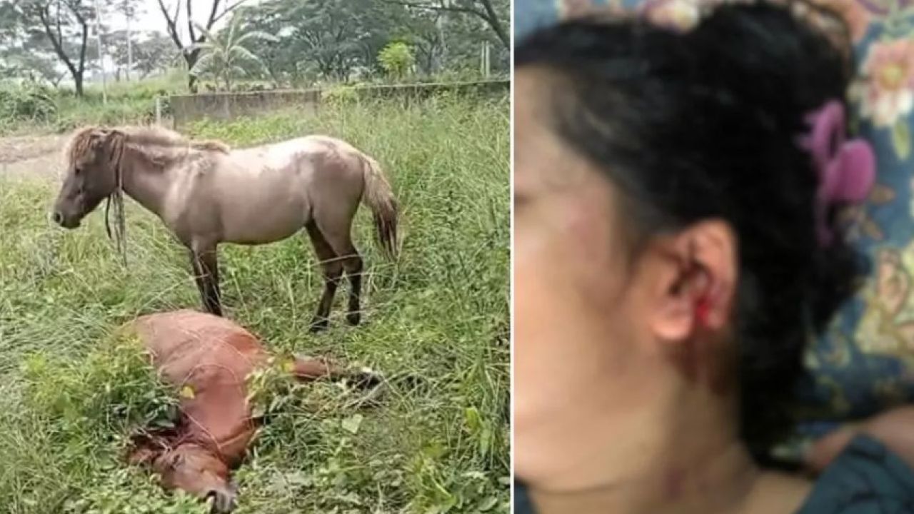 ঢাকায় মা-মেয়েকে কামড়ে মুহূর্তেই ঘোড়ার মৃত্যু, রহস্য কী?
