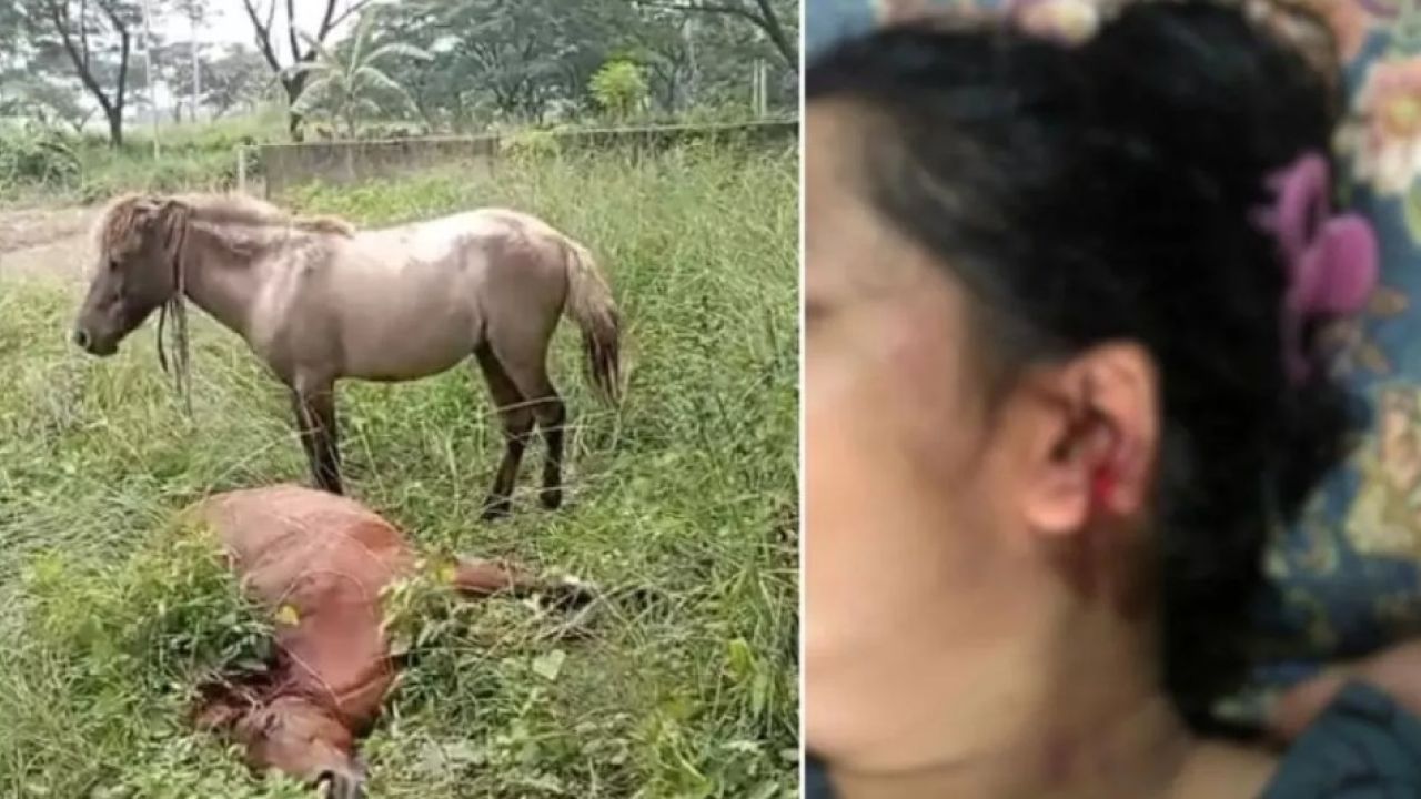 মা-মেয়েকে কামড়ে ঘোড়ার মৃত্যু, কারণ যা জানা গেল
