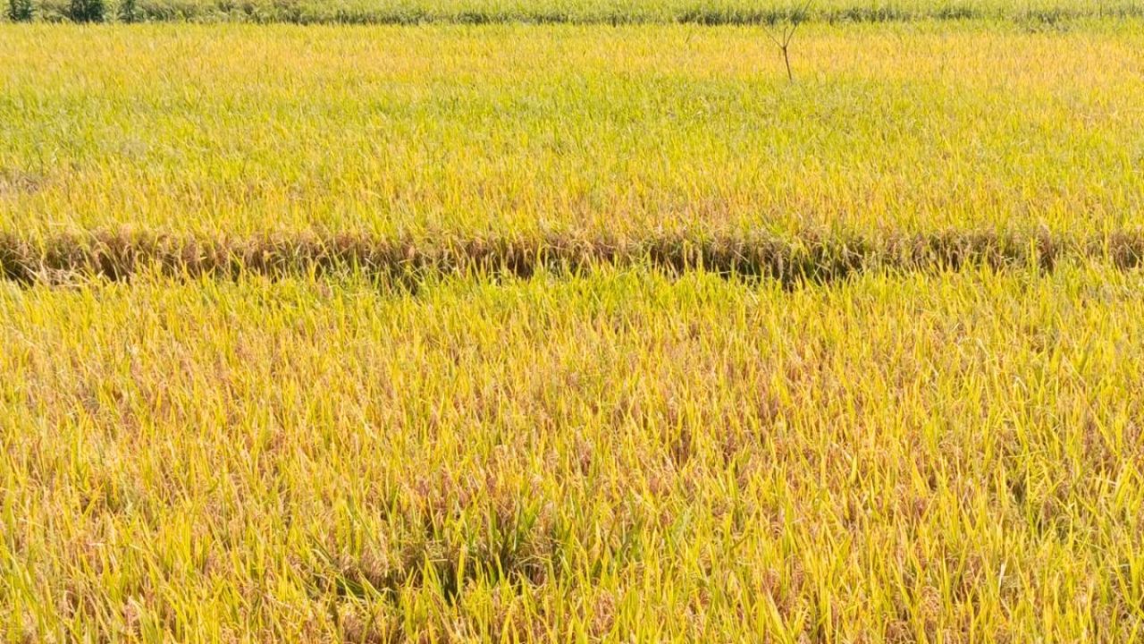 তিন গুণ মজুরিতেও মিলছে না ধান কাটার শ্রমিক