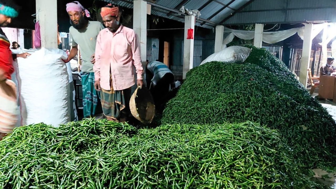 মানিকগঞ্জের মরিচ যাচ্ছে বিশ্ববাজারে