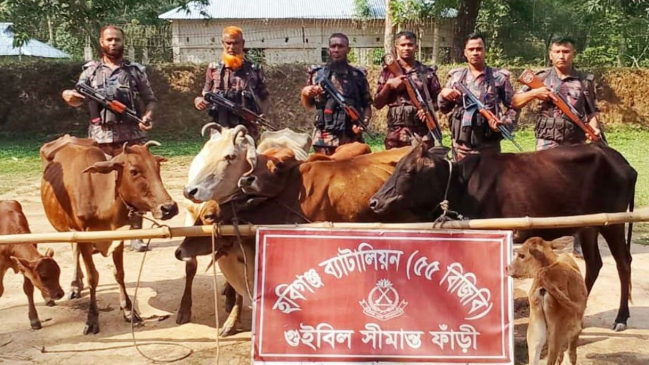 চোরাই গরু আসায় হুমকিতে দেশীয় খামার