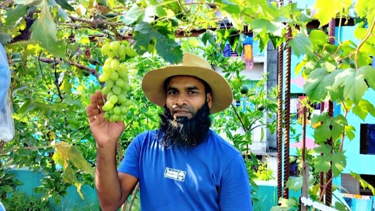 শখের আঙুর চাষে নতুন সম্ভাবনার আলো