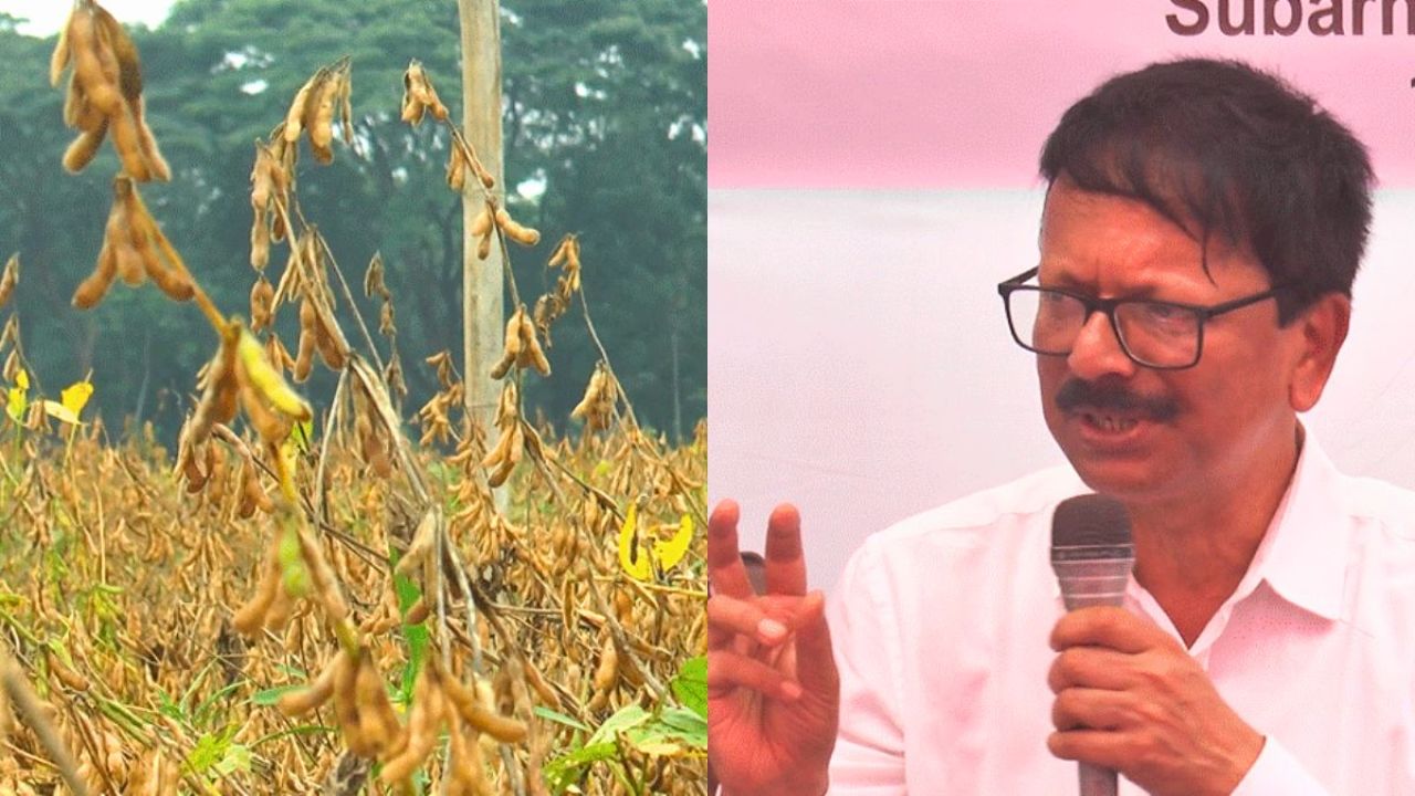 মাছ-মাংসের চেয়েও সয়াবিনে প্রোটিন বেশি