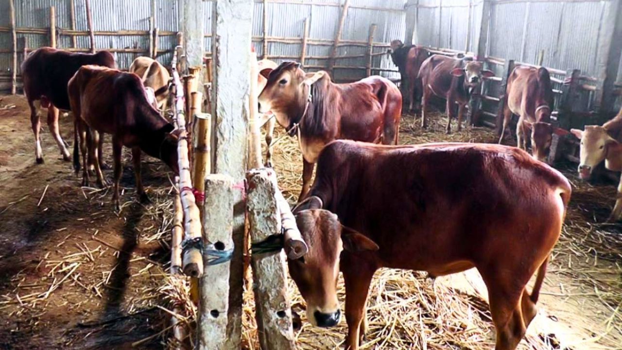রংপুরে অভিনব উদ্যোগ, গরুর জন্য ‘আবাসিক হোটেল’ 
