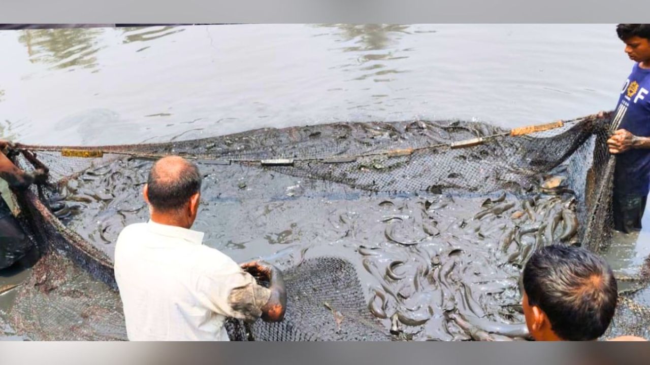 মরা মুরগির নাড়িভুঁড়ি খাইয়ে নিষিদ্ধ মাগুর চাষ, ১২০ মণ জব্দ