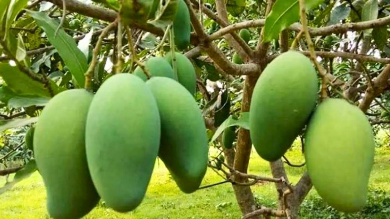 চুয়াডাঙ্গার ম্যাংগো ক্যালেন্ডার, কোন আম কবে বাজারে আসবে