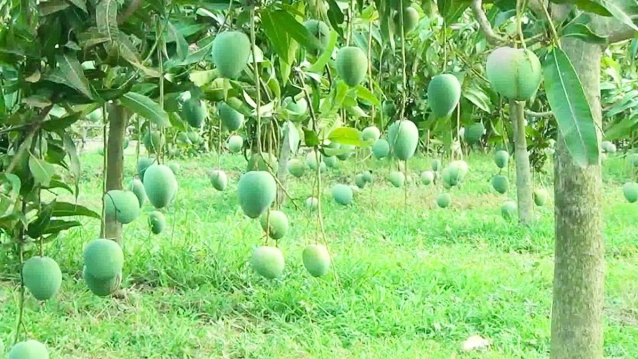 নওগাঁর মিষ্টি আম বাজারে মিলবে কবে?