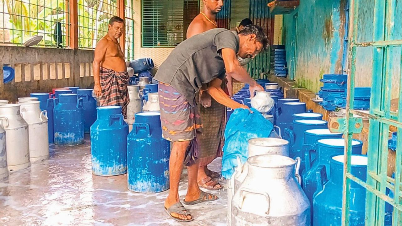 গোখাদ্যের চড়া দামে দিশেহারা তালার খামারিরা