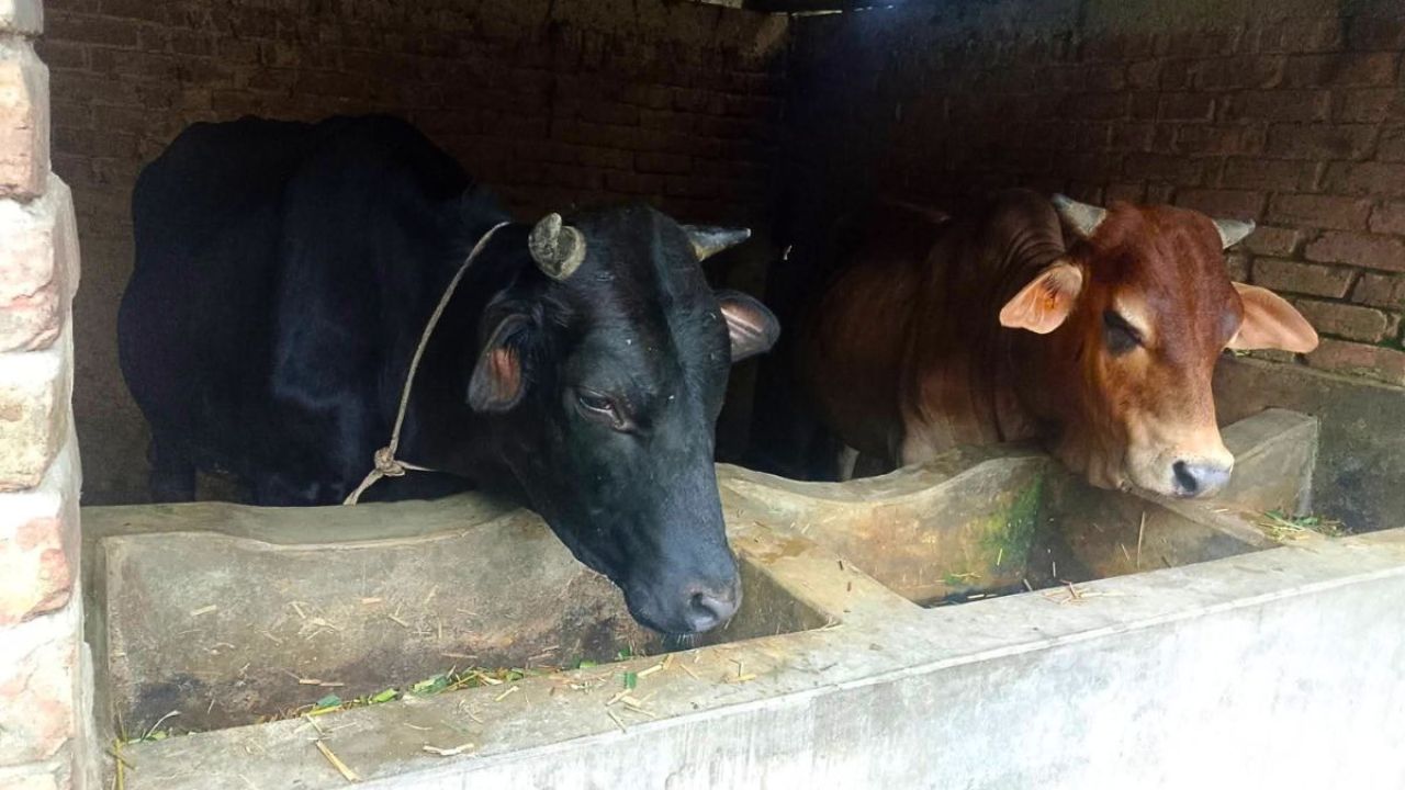মহেশপুরে প্রস্তুত ৪৪ হাজার কোরবানির পশু