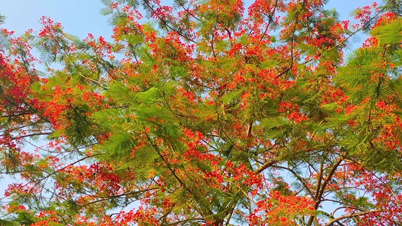 কৃষ্ণচূড়ার রক্তিম আভায় সেজেছে মানিকগঞ্জ