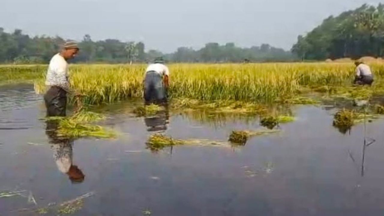বৃষ্টিতে বিপাকে পলাশের বোরো চাষিরা