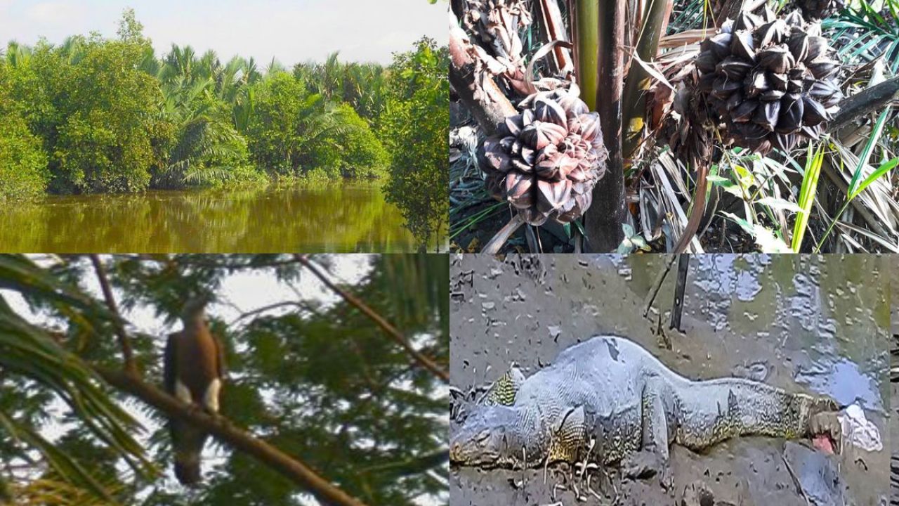 চিত্রা নদীর পাড়ে জেগে উঠেছে ‘মিনি সুন্দরবন’