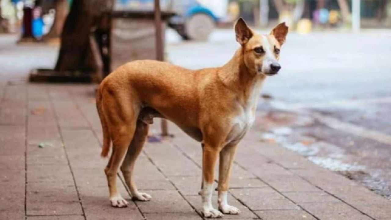 গাইবান্ধায় এক কুকুরের কামড়ে ৪ জনের মৃত্যু
