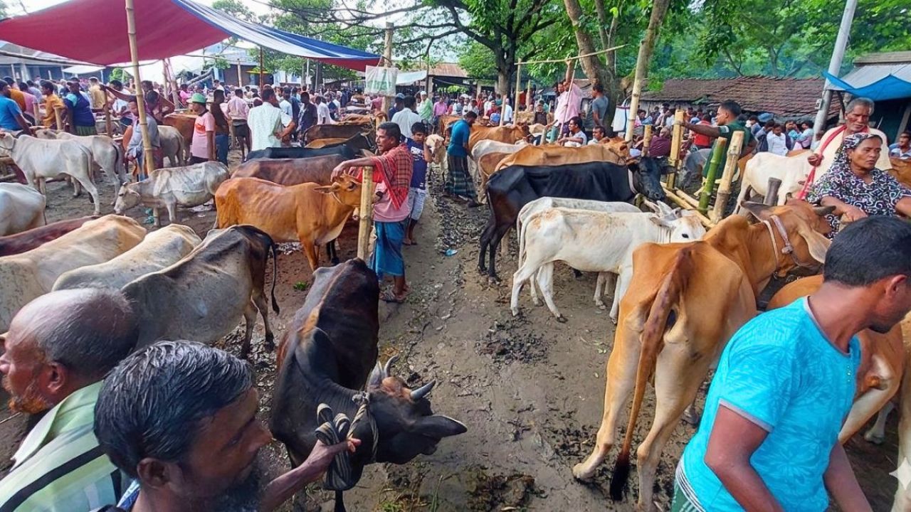 ভারতীয় গরু বন্ধে আশাবাদী দেশি খামারিরা
