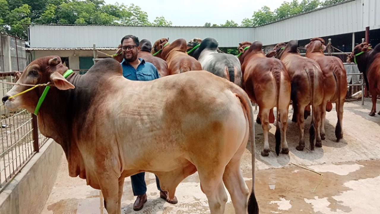 কৃত্রিম মোটাতাজাকরণ ও জনস্বাস্থ্য ঝুঁকি