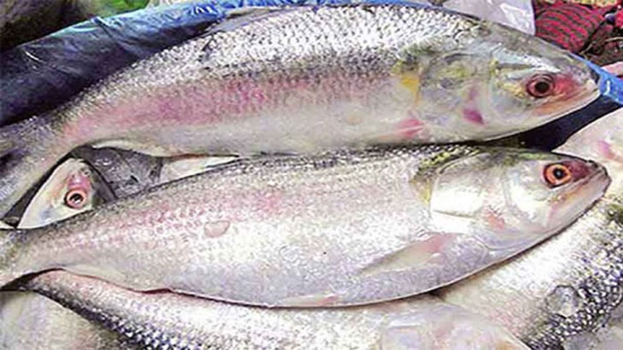 ইলিশের ঘরবাড়ি