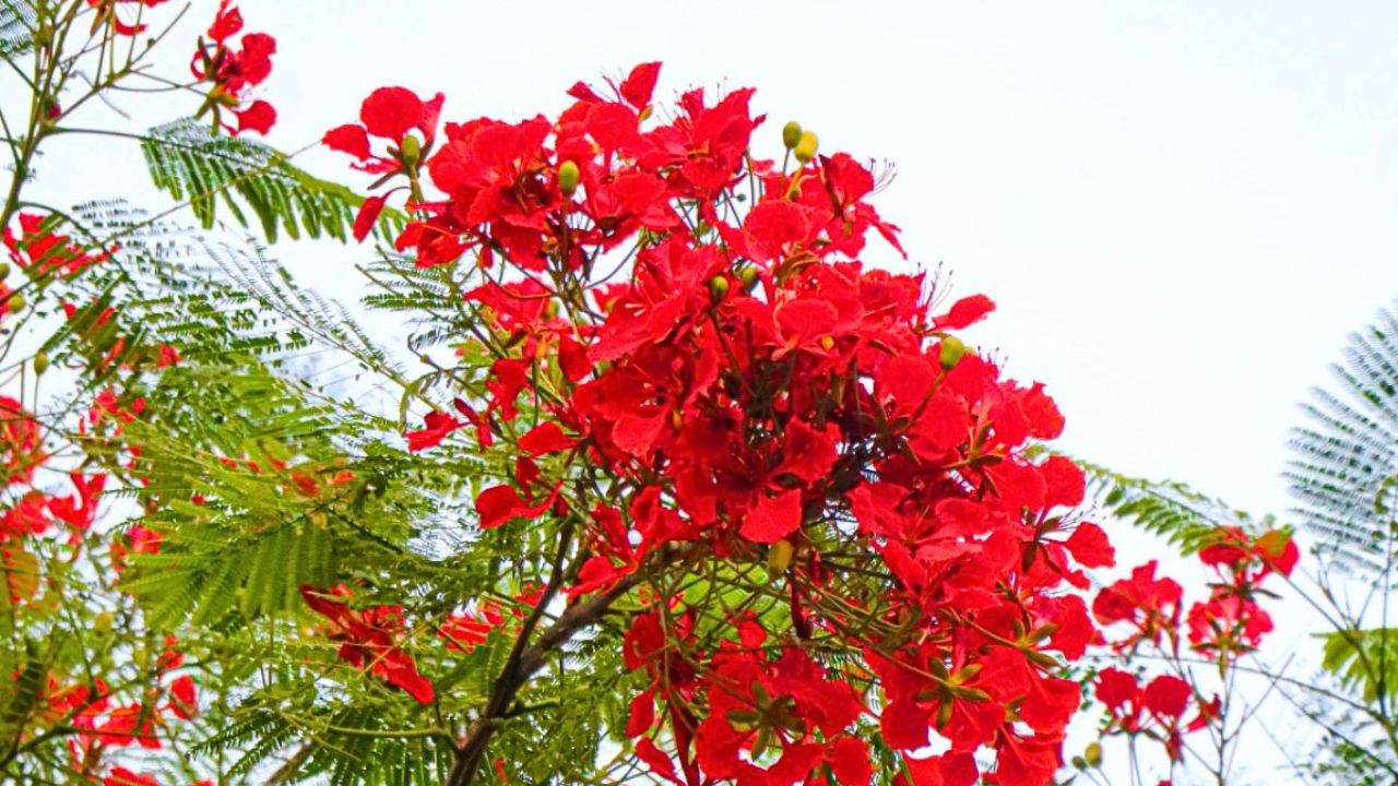 কৃষ্ণচূড়ার লাল রঙে সেজেছে পলাশ