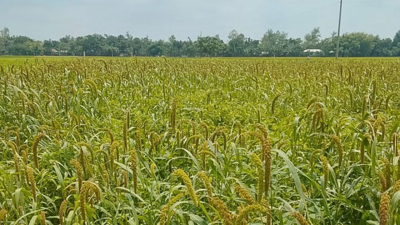 বিলুপ্তির পথে কাউন, কৃষকের আগ্রহ বোরো ধানে