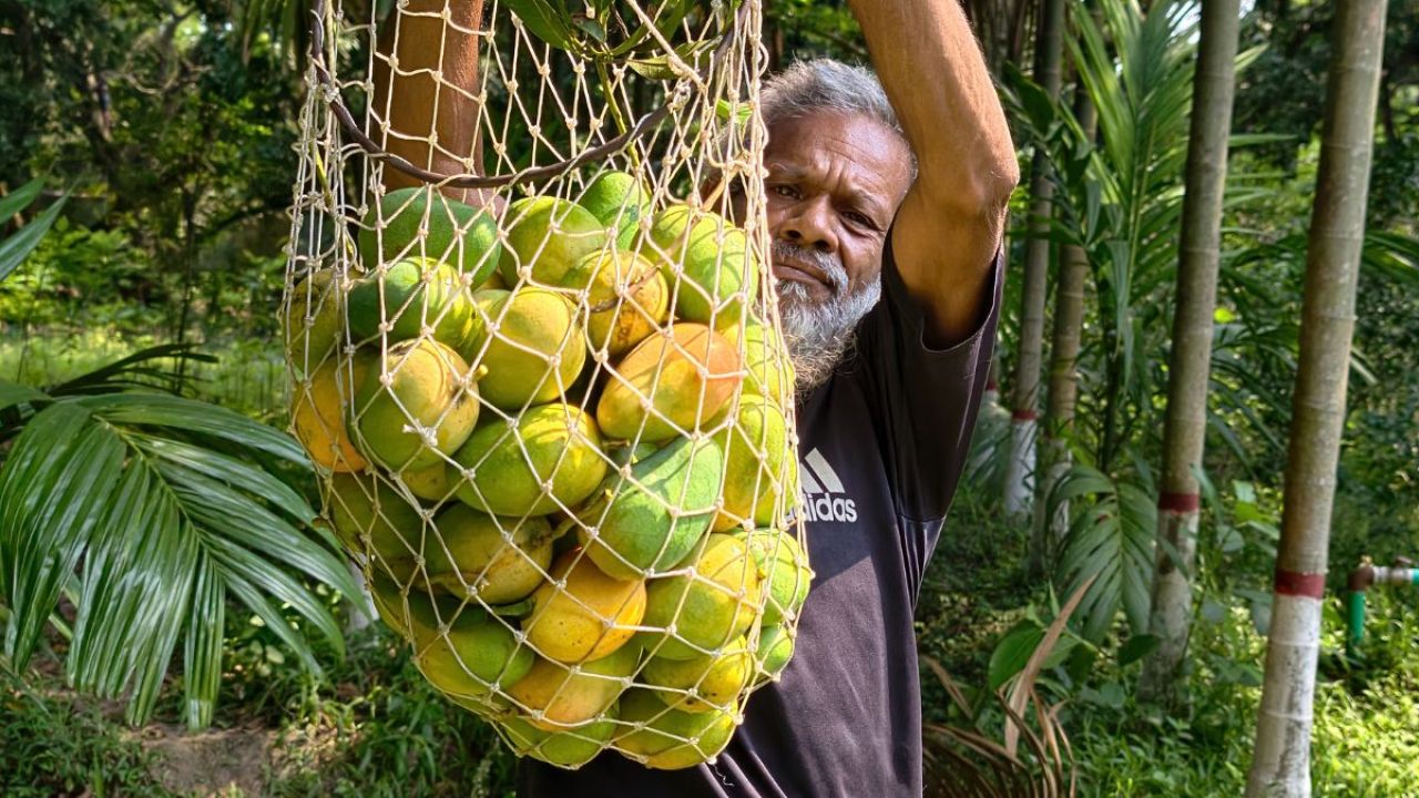 নাটোরে শুরু হলো আম সংগ্রহের উৎসব