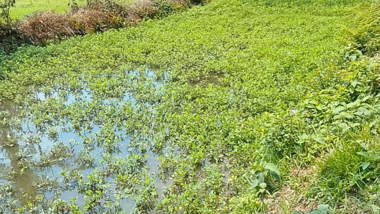 বাদাম চাষে বড় ক্ষতির মুখে পঞ্চগড়ের চাষিরা